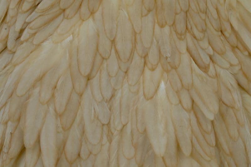 Hebert Hen Saddle Light Ginger view 1