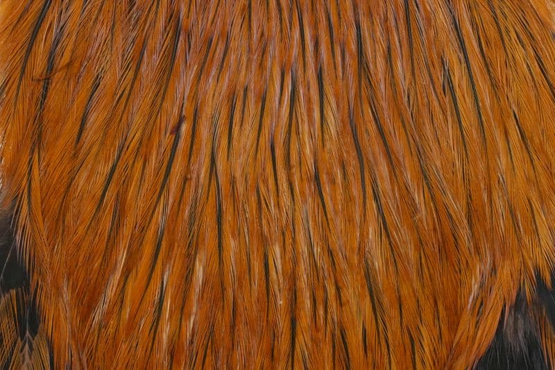 American Rooster Cape Badger dyed Brown view 1