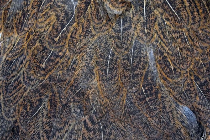Coq De Leon Hen SH/C Ginger Speckled view 1