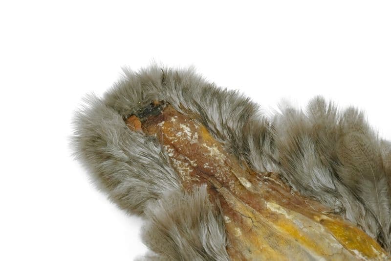 Brahma Hen SH/C Mottled Grey dyed Tan view 1