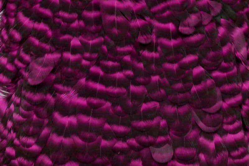 American Hen Saddle Grizzly dyed Magenta view 1