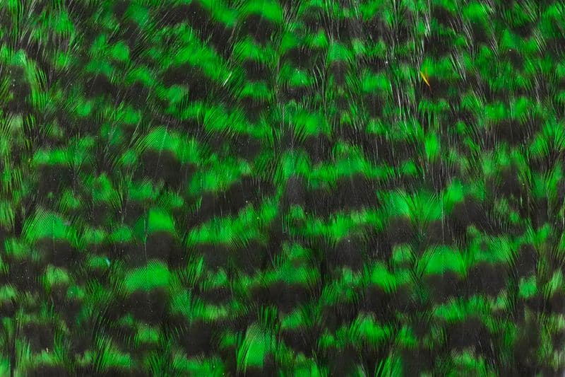 American Hen Cape Grizzly dyed Highlander Green view 1