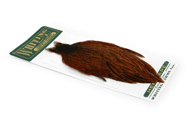 Hebert Hen Cape Brown view 2