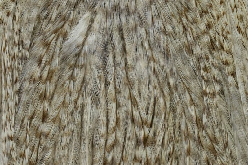Coq de Leon Silver Saddle Grizzly dyed Pardo view 1