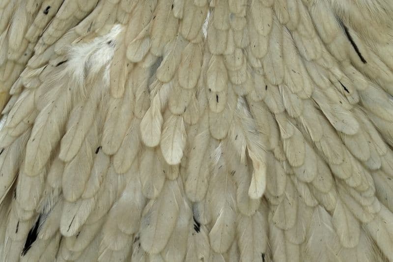 Hebert Hen Saddle Pale Watery Dun view 1