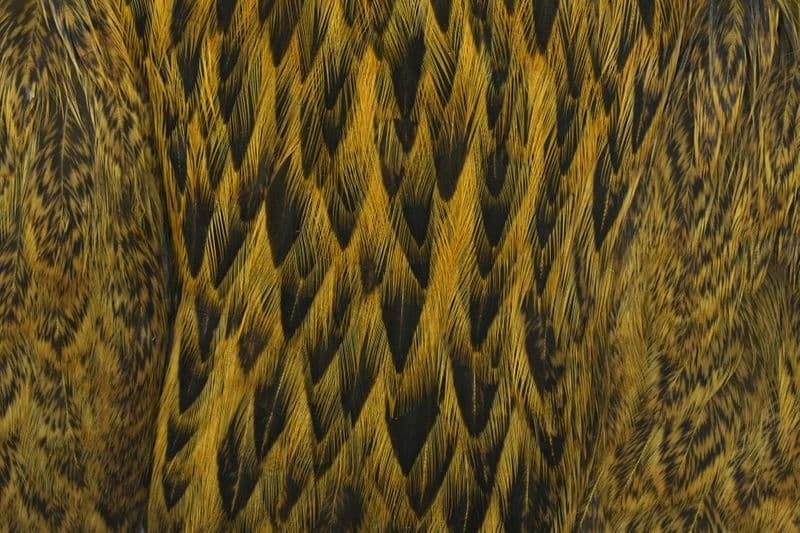 Brahma Hen Cape Badger dyed Golden Olive