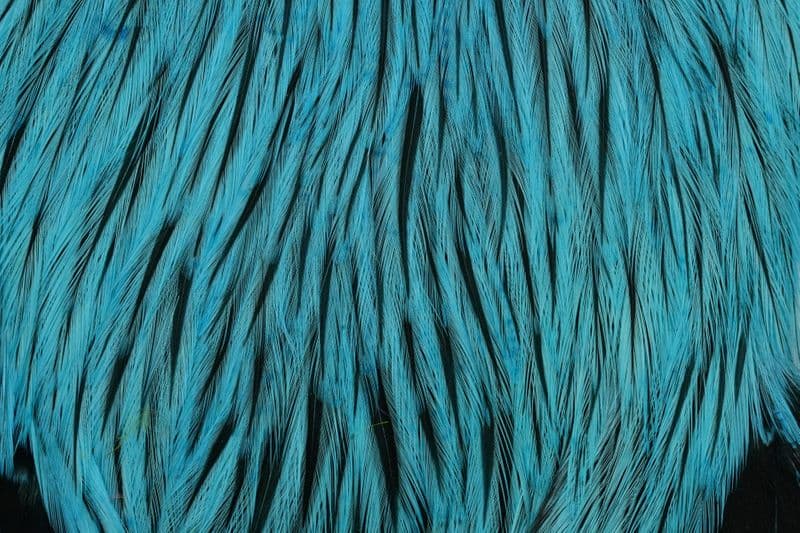 American Rooster Cape Badger dyed Silver Dr. Blue view 1