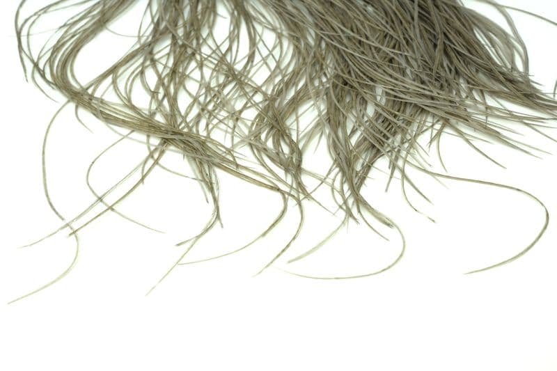 Whiting Bronze Midge Saddle White dyed Medium Dun view 4