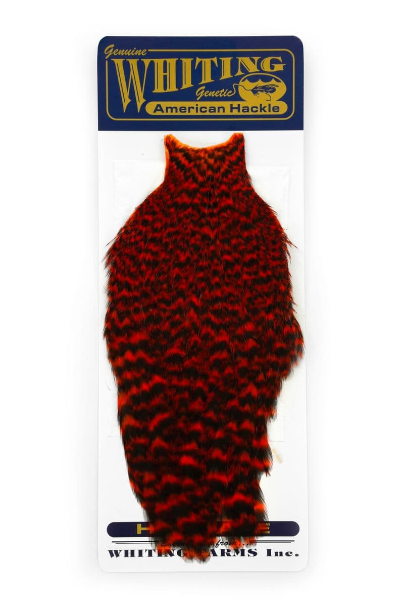 American Hen Cape Grizzly dyed Orange view 3