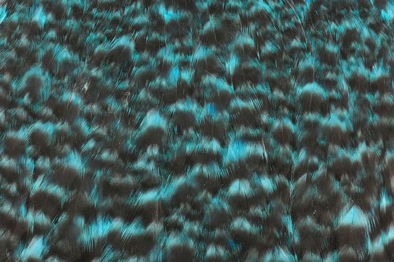 American Hen Cape Grizzly dyed Silver Dr. Blue view 1