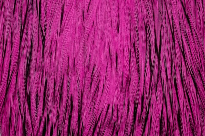 American Rooster Cape BLW dyed Pink view 1