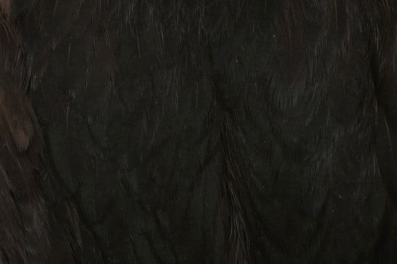 American Hen Cape Black view 1