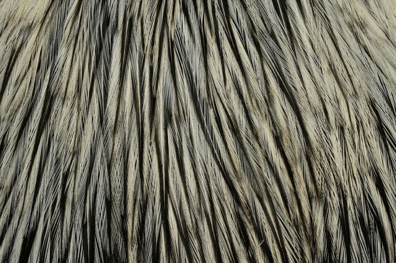 American Rooster Cape BLW