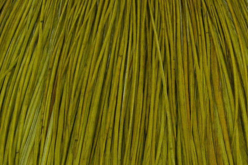 Whiting Bronze Cape White dyed Dark Olive view 1