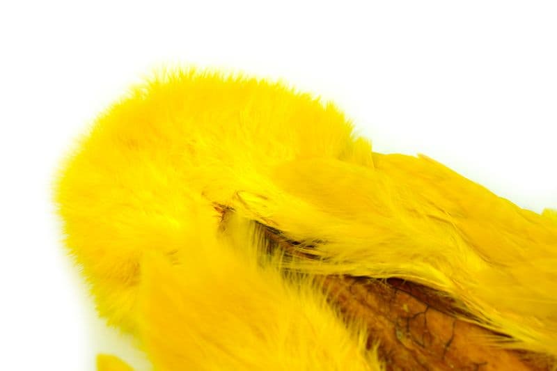 American Hen SH/C White dyed Yellow view 1