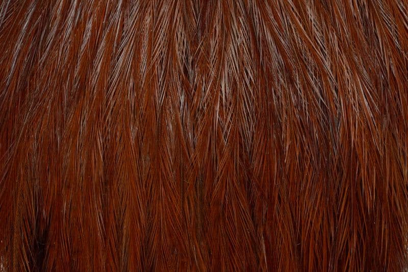 Coq de Leon Cape Brown