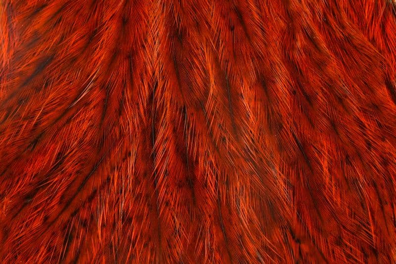 Coq de Leon Hen Cape Speckled dyed Burnt Orange view 1