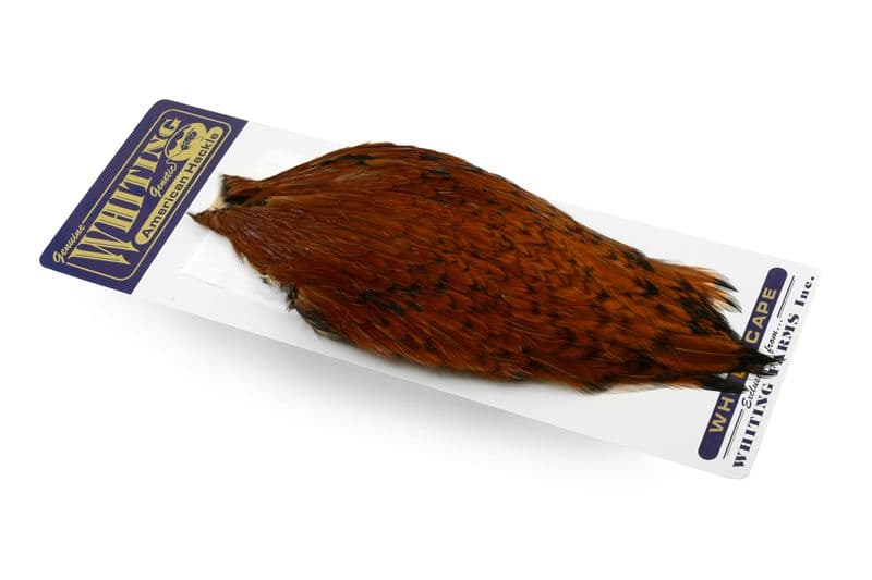 American Rooster Cape Brown view 2