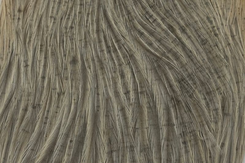 Hebert Hen Cape Light Gray Dun view 1