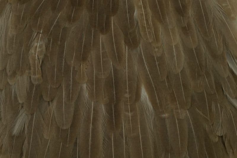 Hebert Hen Saddle Med. Brown Dun view 1