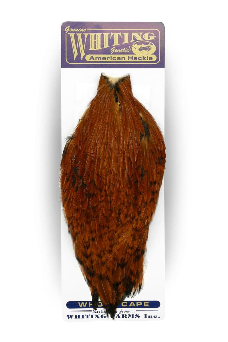 American Rooster Cape Brown view 3