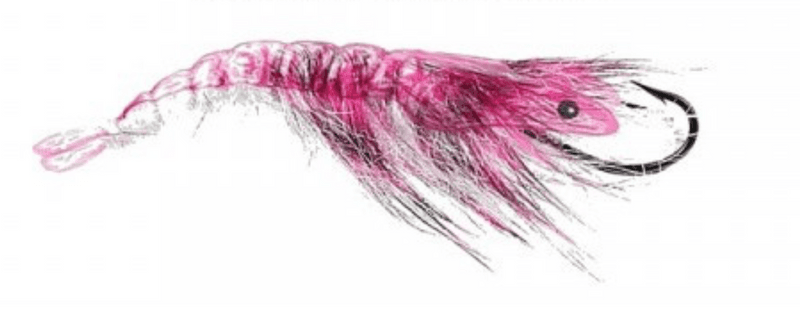 Shrimp Shell Skeletor LTan/Clear view 4