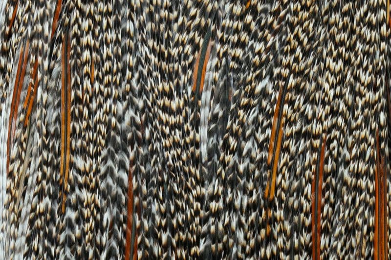 Whiting Commercial Saddle Grizzly Variant view 1