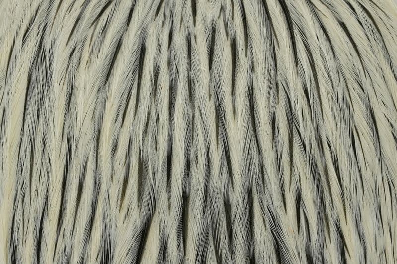 American Rooster Cape Silver Badger