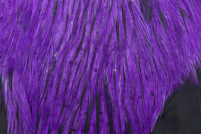American Rooster Cape Badger dyed Purple view 1