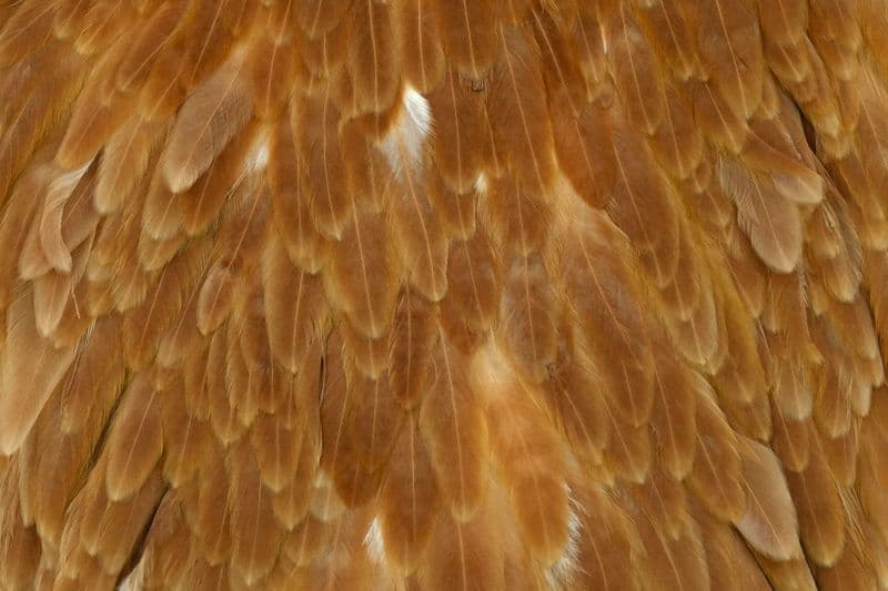 Hebert Hen Saddle Medium Ginger view 1