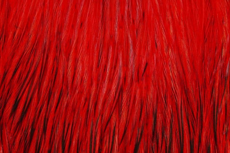 American Rooster Cape BLW dyed Red view 1