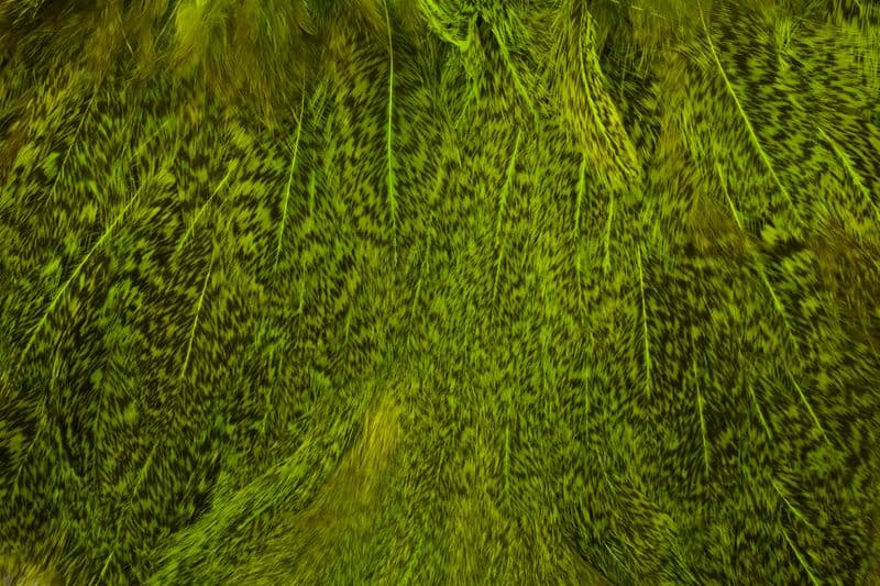 Coq De Leon Hen SH/C Speckled dyed Fl. Green Chartreuse view 1