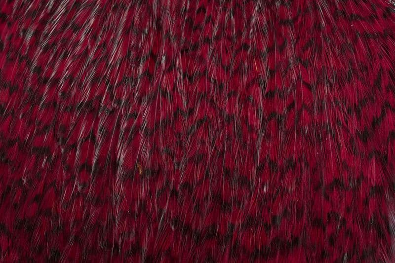 American Rooster Cape Grizzly dyed Claret