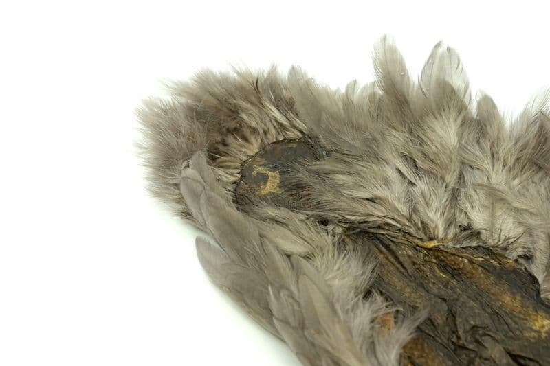 Whiting Rooster SH/C White dyed Heron Gray view 1