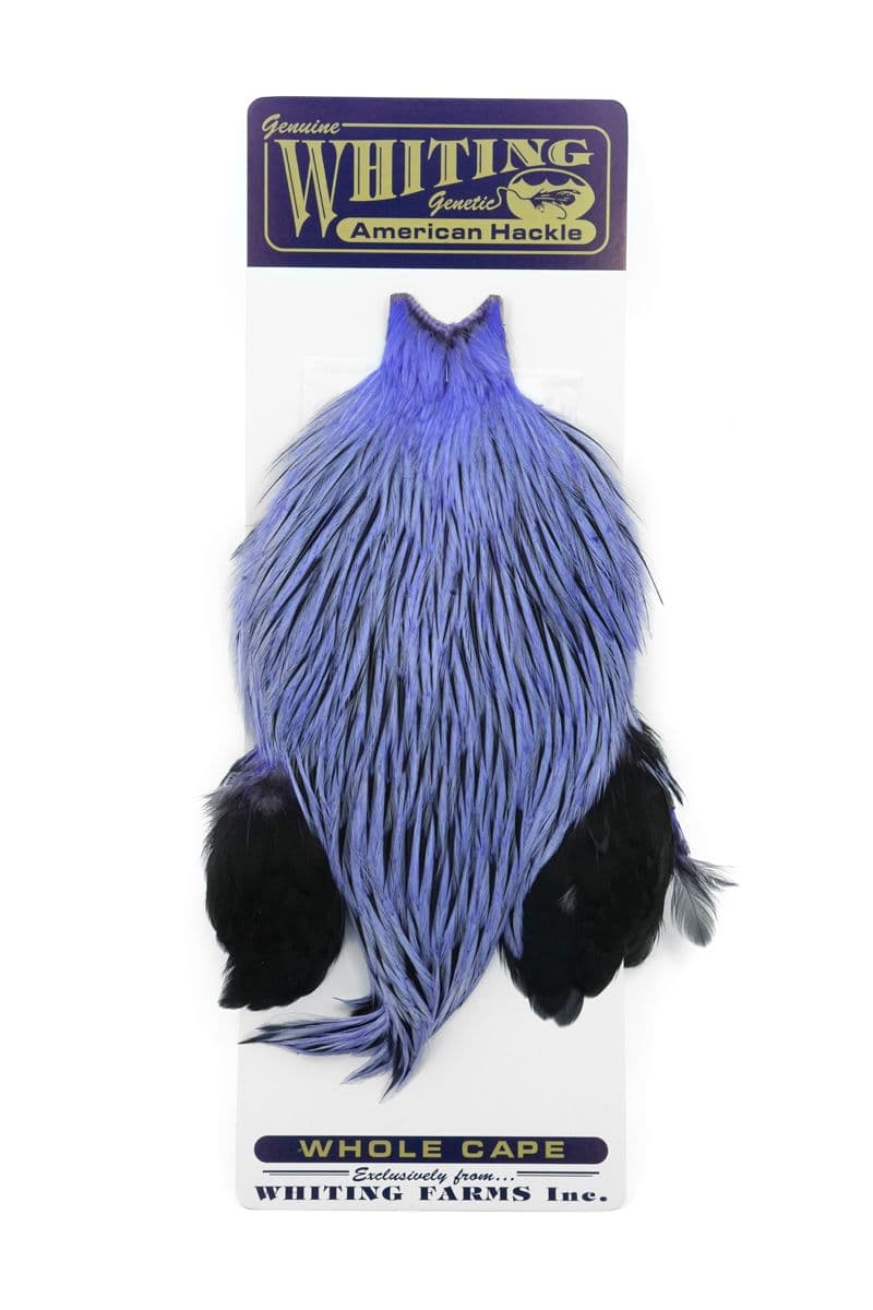 American Rooster Cape Badger dyed Lavender view 3
