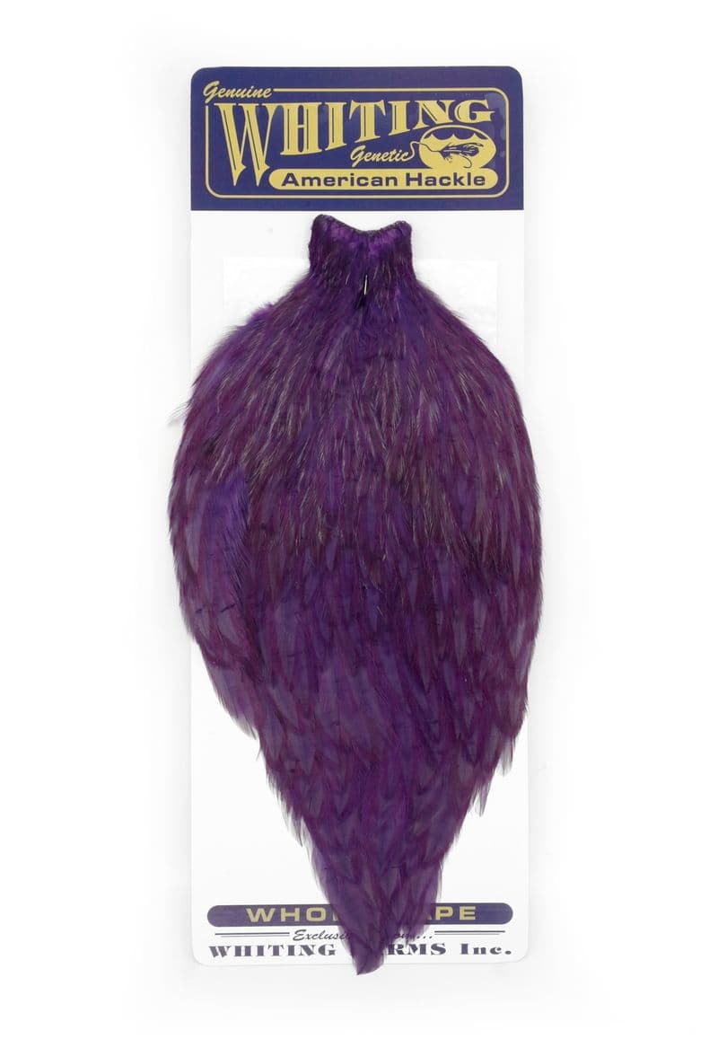 American Rooster Cape White dyed Purple view 3