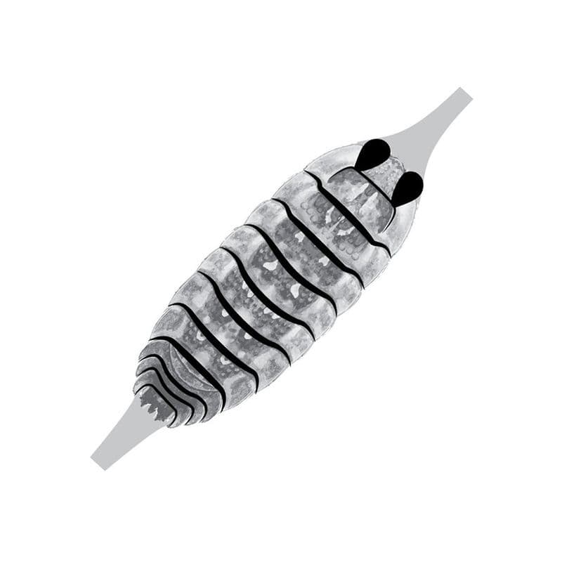 Gammarus SW ShelBack Clear view 2