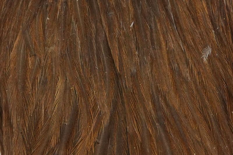 Hebert Hen Cape Dark Brown Dun view 1