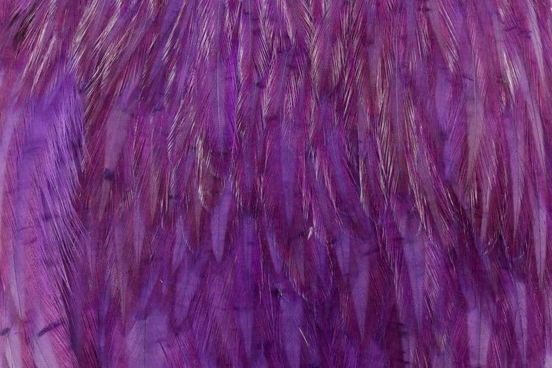 American Rooster Cape White dyed Purple view 1