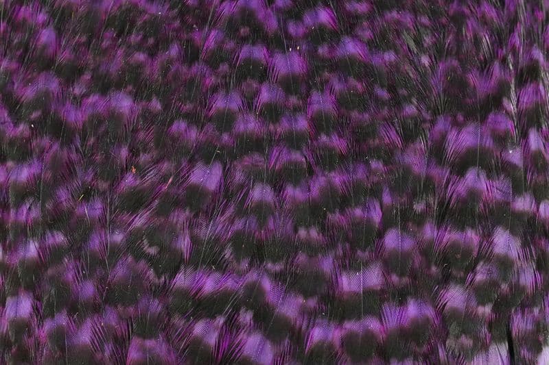 American Hen Cape Grizzly dyed Purple view 1