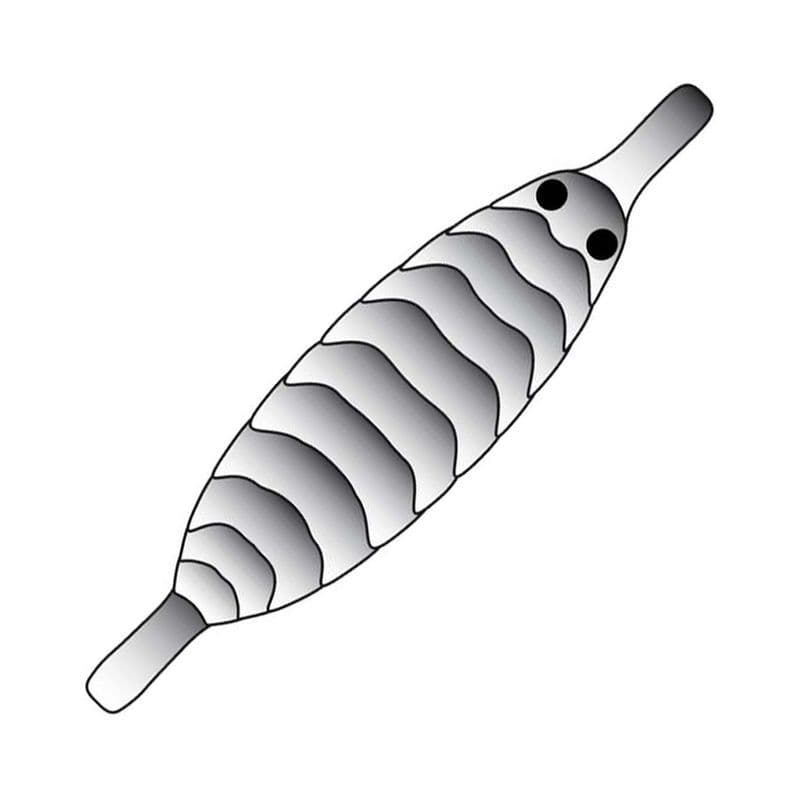 Gammarus Shell Back Black view 2