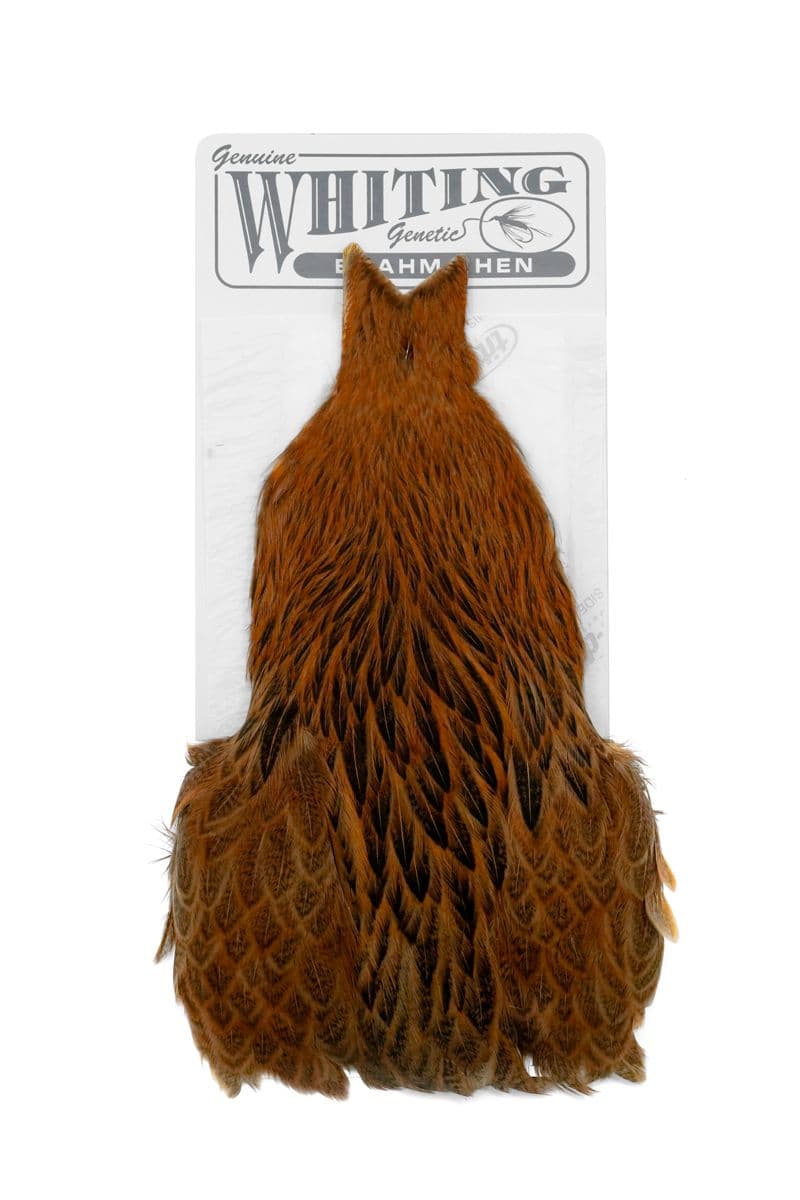 Brahma Hen Cape Badger dyed Golden Brown view 2