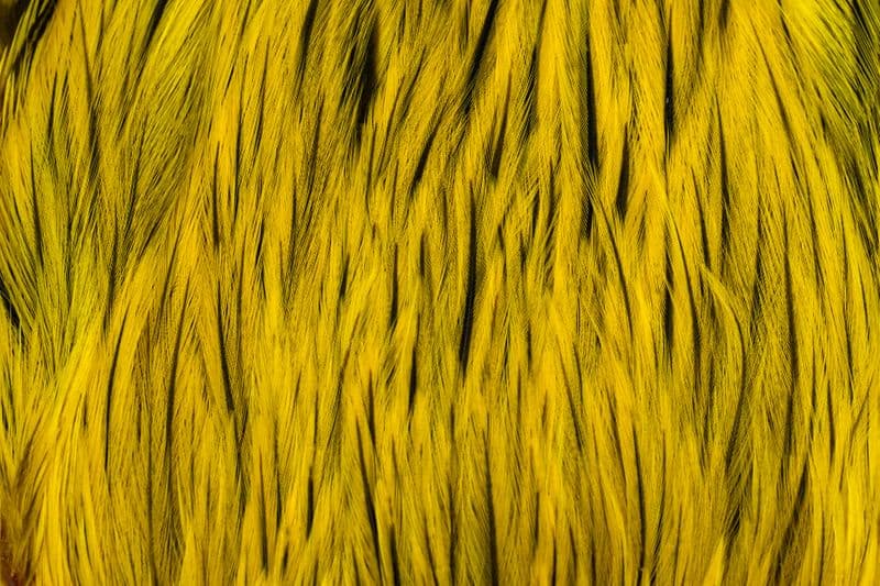Brahma Rooster Cape Badger dyed Yellow