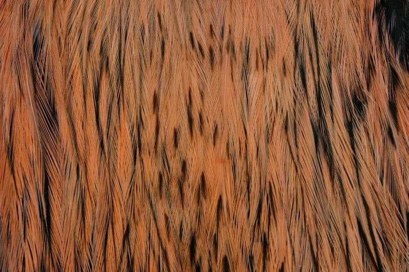 American Rooster Cape BLW dyed Salmon view 1
