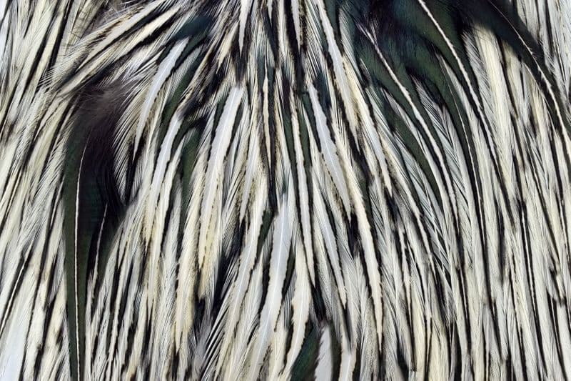 American Rooster Saddle Black laced White view 1