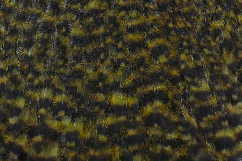 American Hen Cape Grizzly dyed Dark Olive view 1