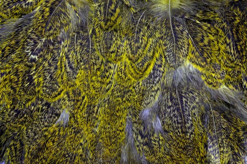 Coq De Leon Hen SH/C Speckled dyed Yellow view 1