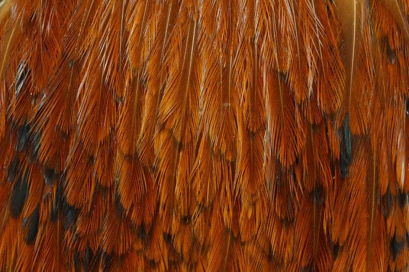 American Rooster Cape Brown