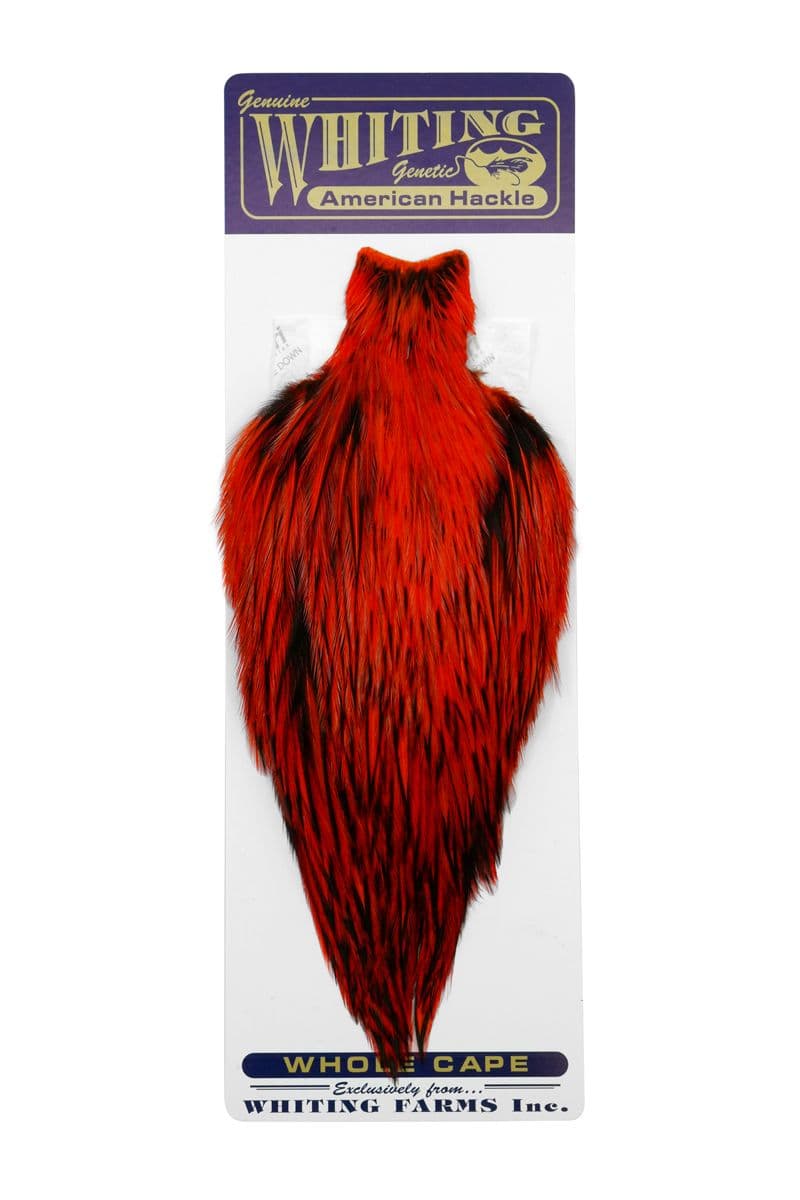 American Rooster Cape BLW dyed Orange view 3