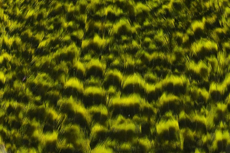 American Hen Cape Grizzly dyed Fl. Yellow Chartreuse view 1